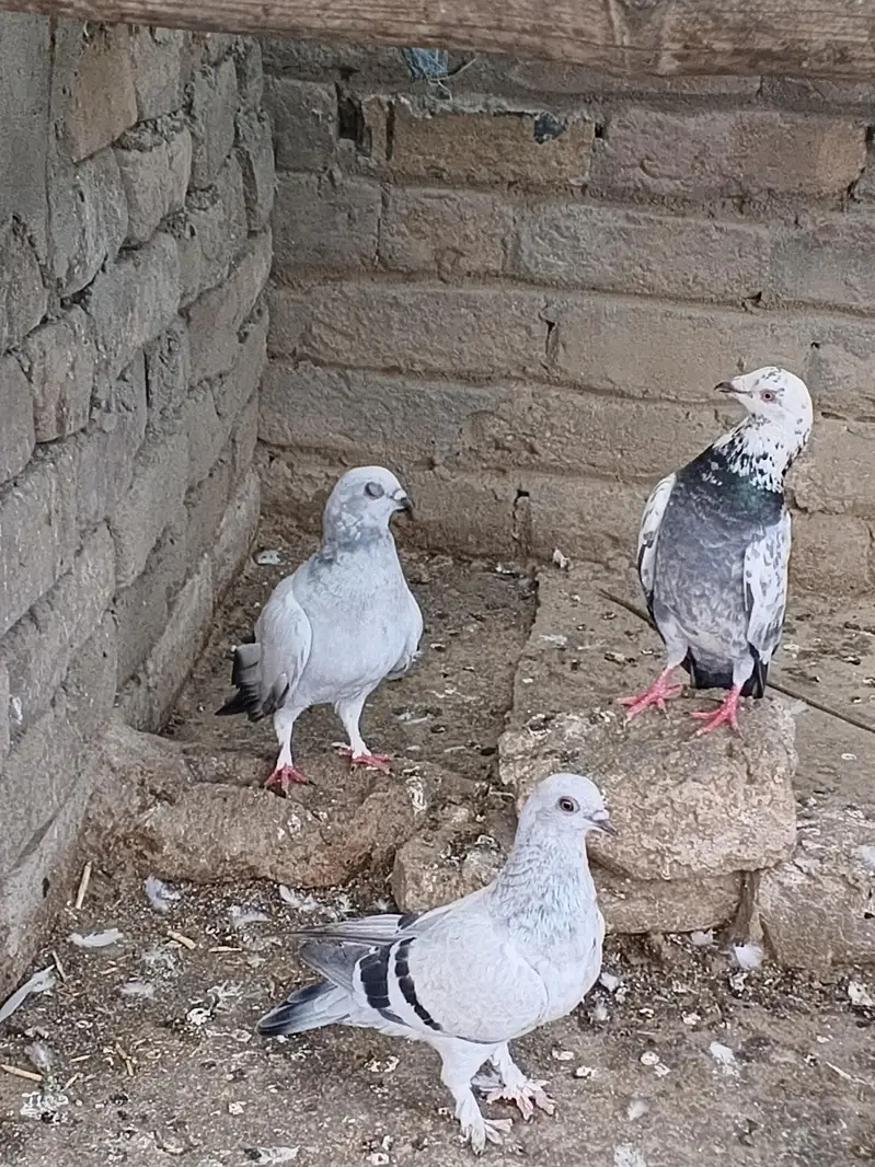 Fancy pigeon — photo 7