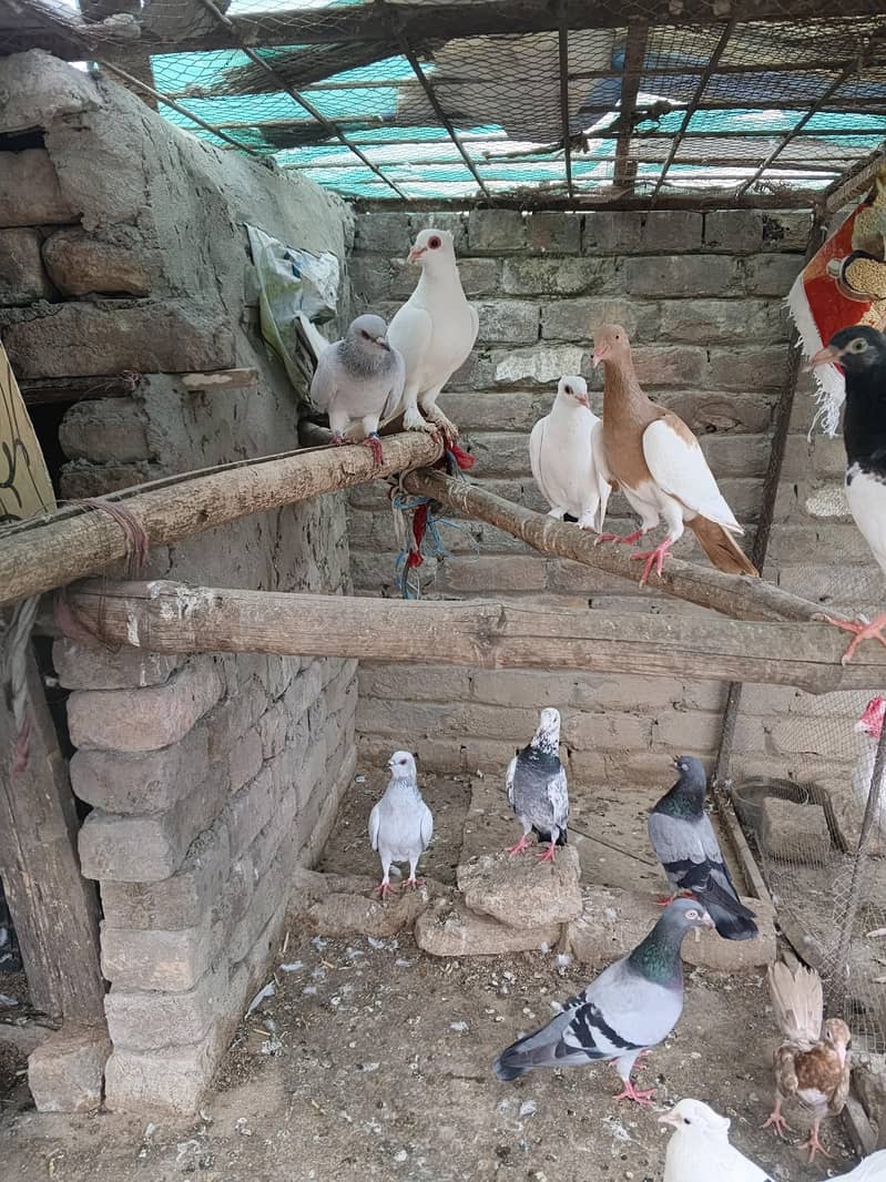Fancy pigeon 7