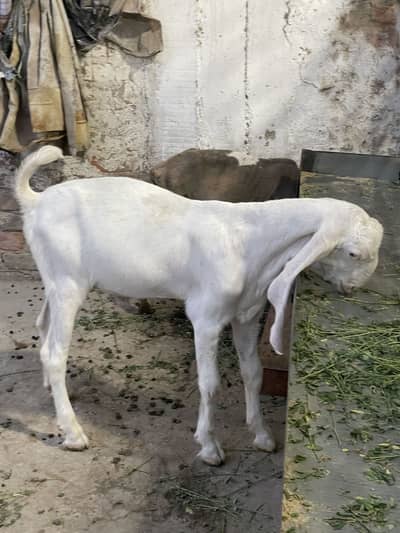 Bakray for sale