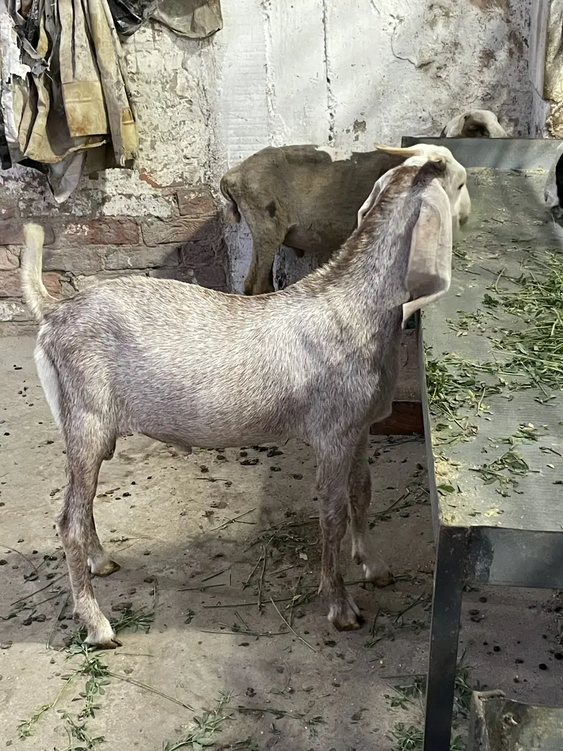Bakray for sale — photo 2