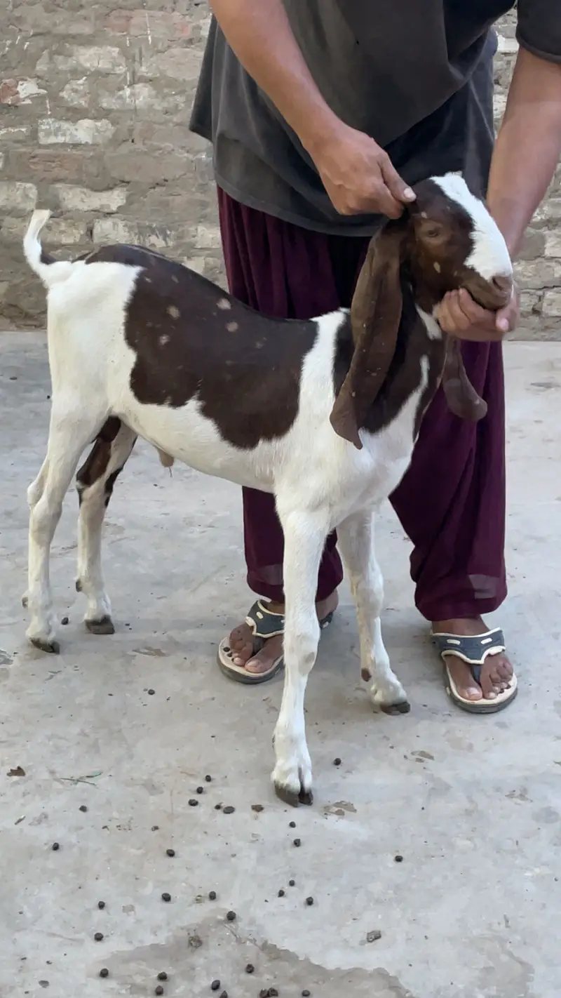 Bakray for sale — photo 4