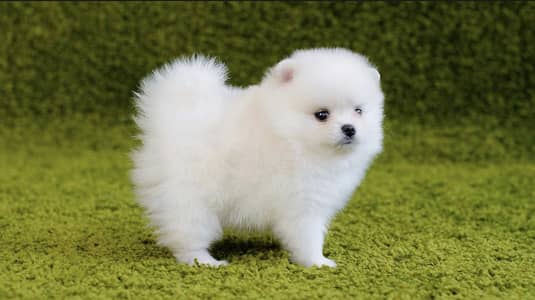 Pomeranian puppies 92@313*9363417