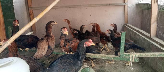 Aseel lakha + shamo hen  male+female