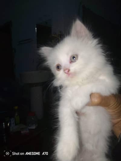 persian cat pair available for sale