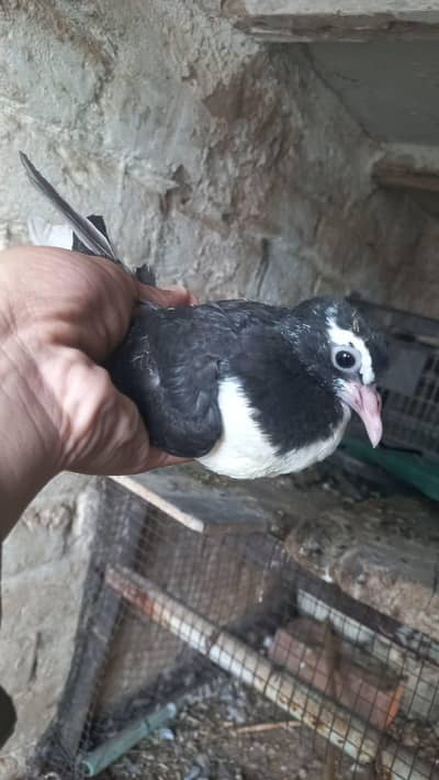 Sherazi piegon for sale