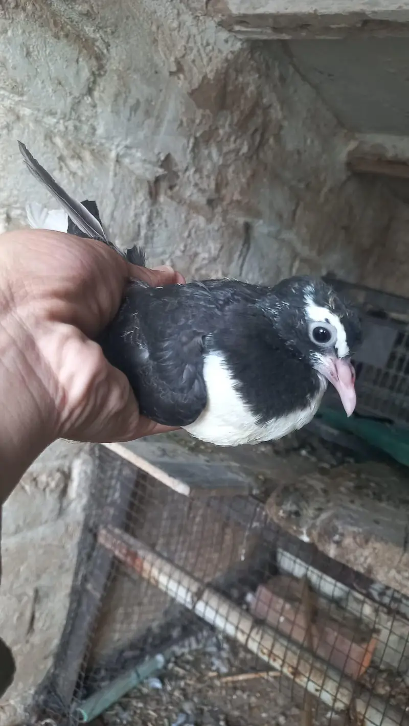 Sherazi piegon for sale