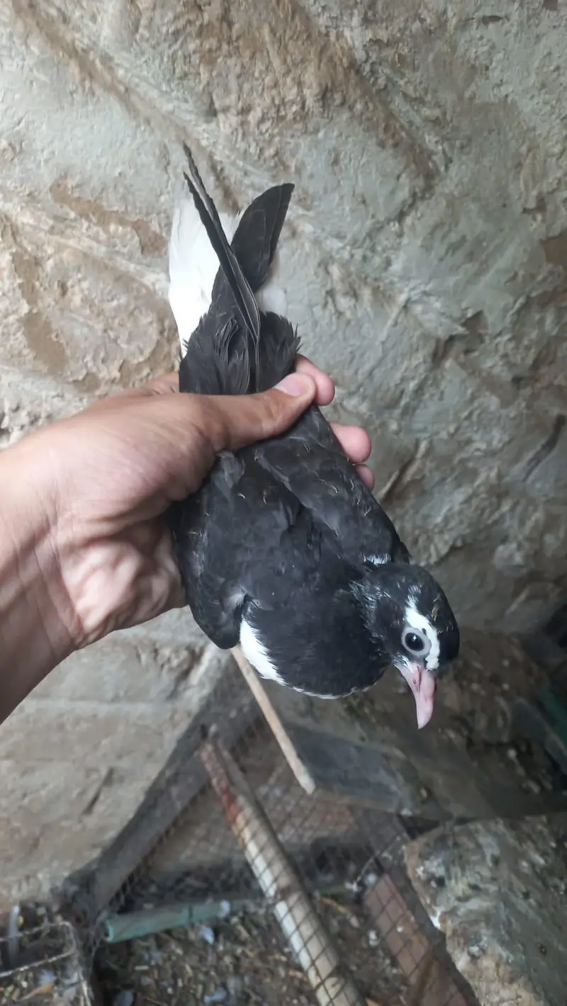 Sherazi piegon for sale — photo 3