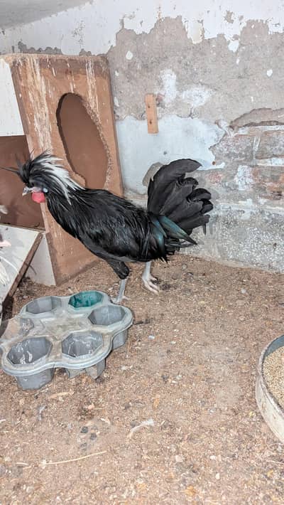 black polish hen