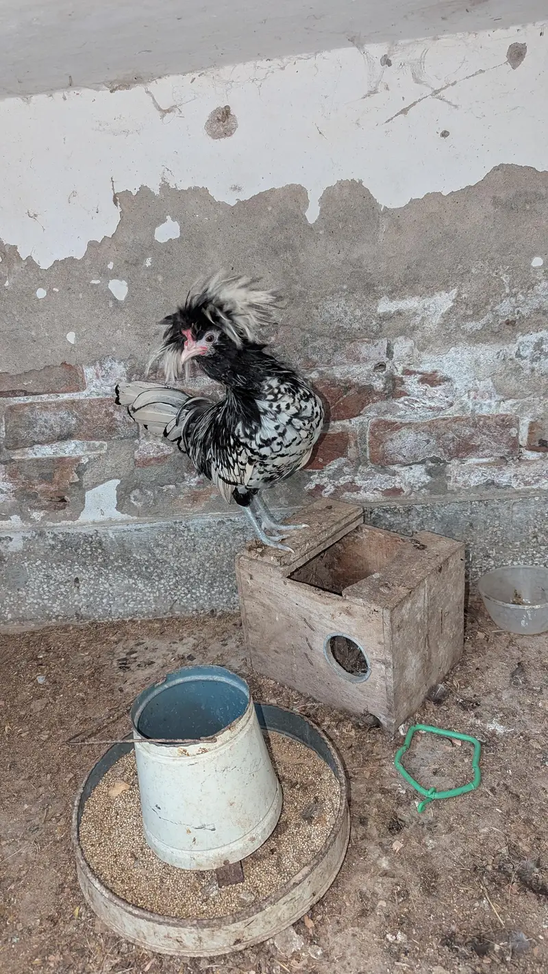 black polish hen — photo 2