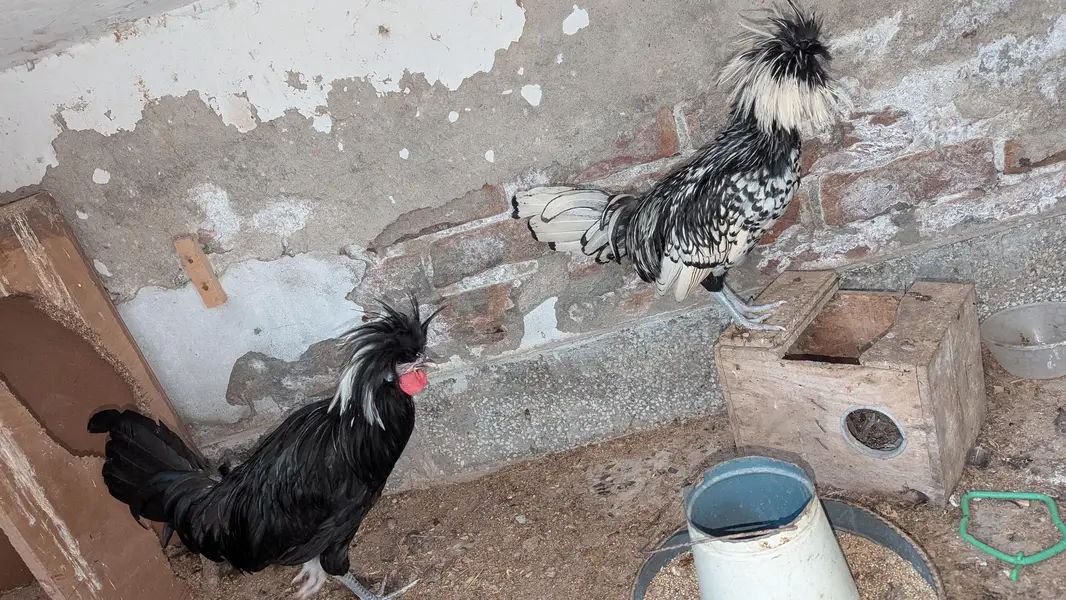 black polish hen — photo 3