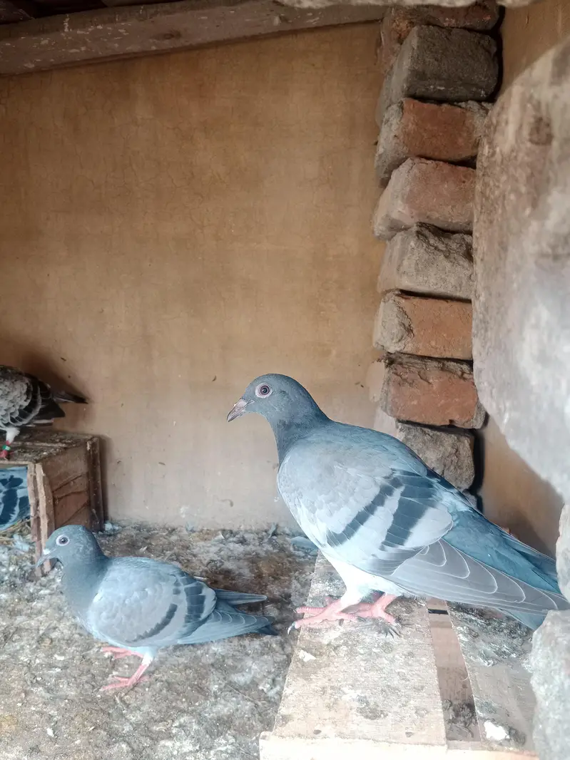 R pegions pair for sale with two eggs and two chicks