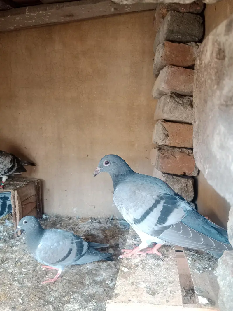 R pegions pair for sale with two eggs and two chicks — photo 2