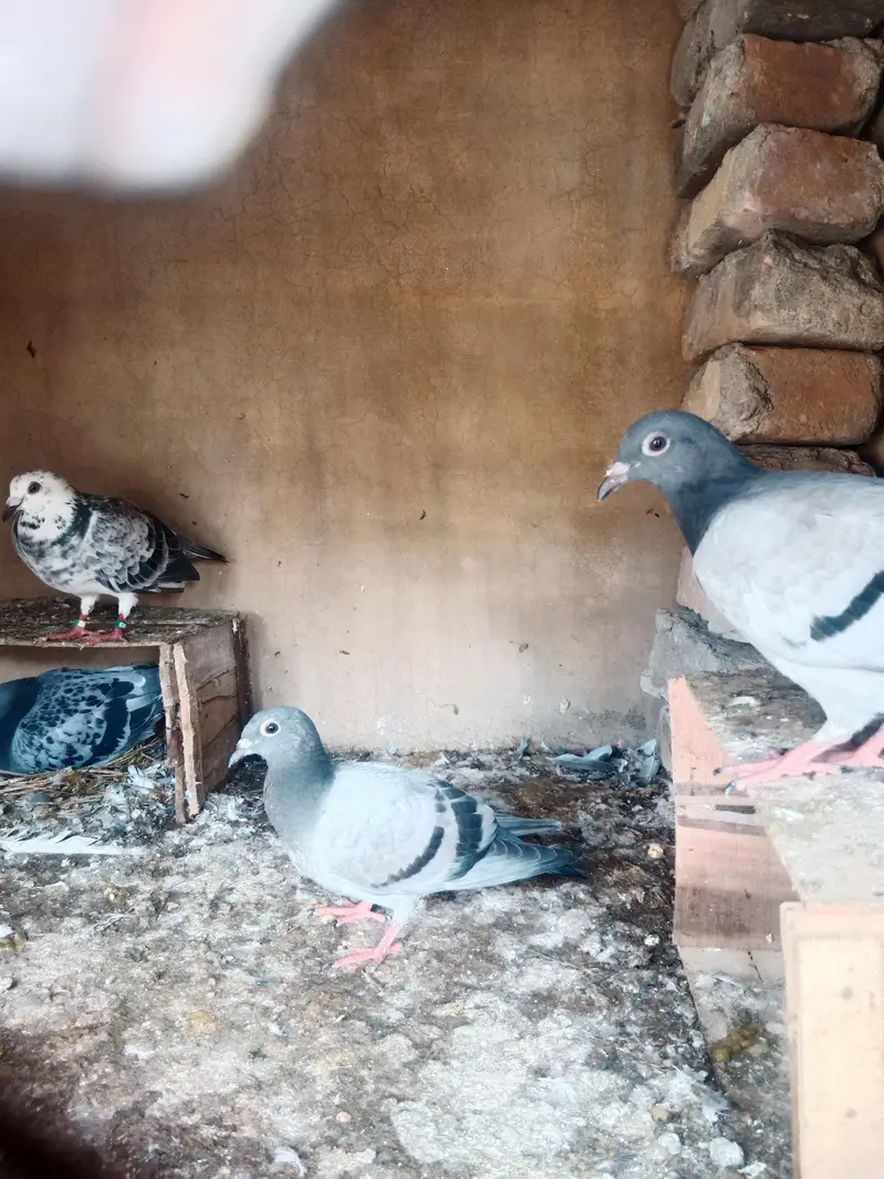 R pegions pair for sale with two eggs and two chicks — photo 3