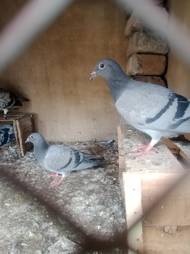 R pegions pair for sale with two eggs and two chicks — photo 4