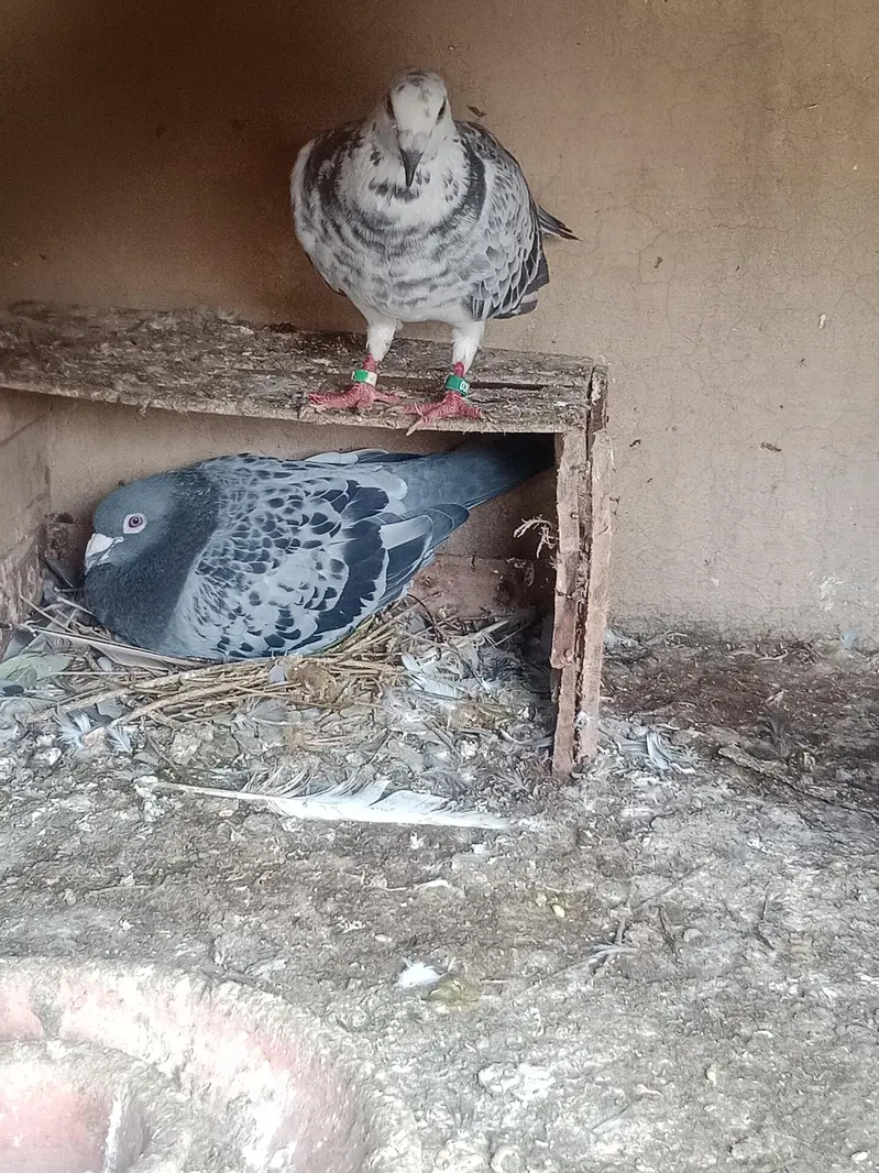 R pegions pair for sale with two eggs and two chicks — photo 5