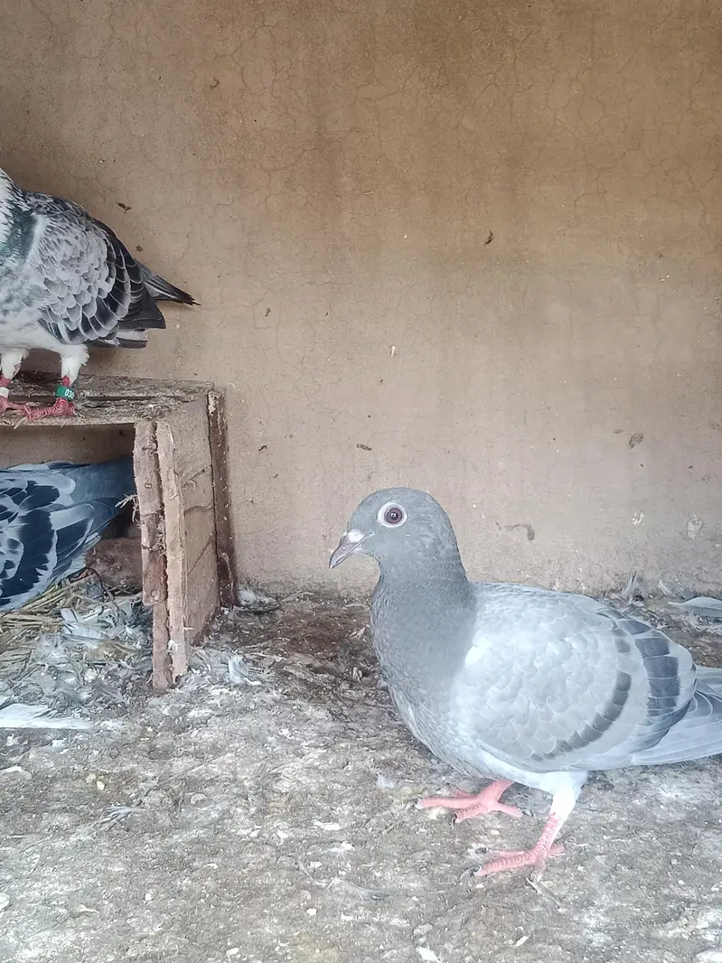 R pegions pair for sale with two eggs and two chicks — photo 6