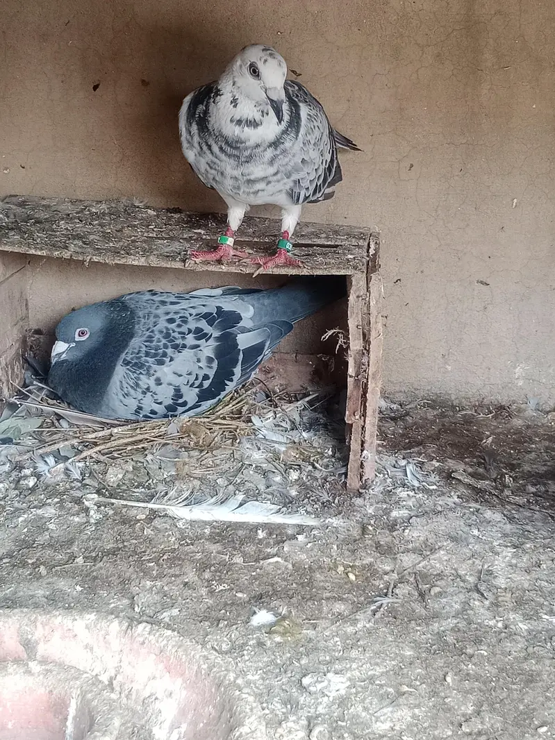 R pegions pair for sale with two eggs and two chicks — photo 7