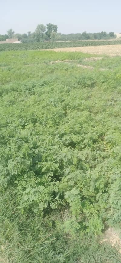 indigo powder leaves