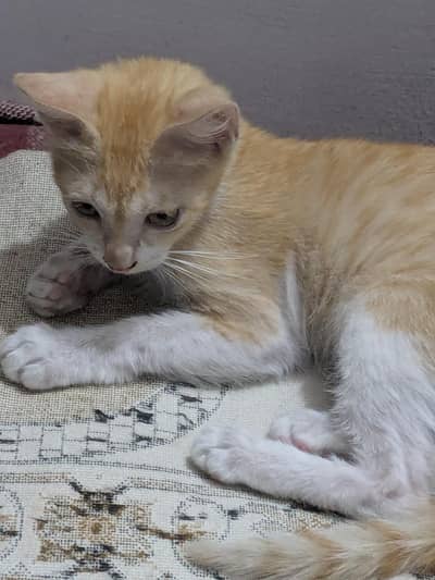 A 3 months old Persian female kitten