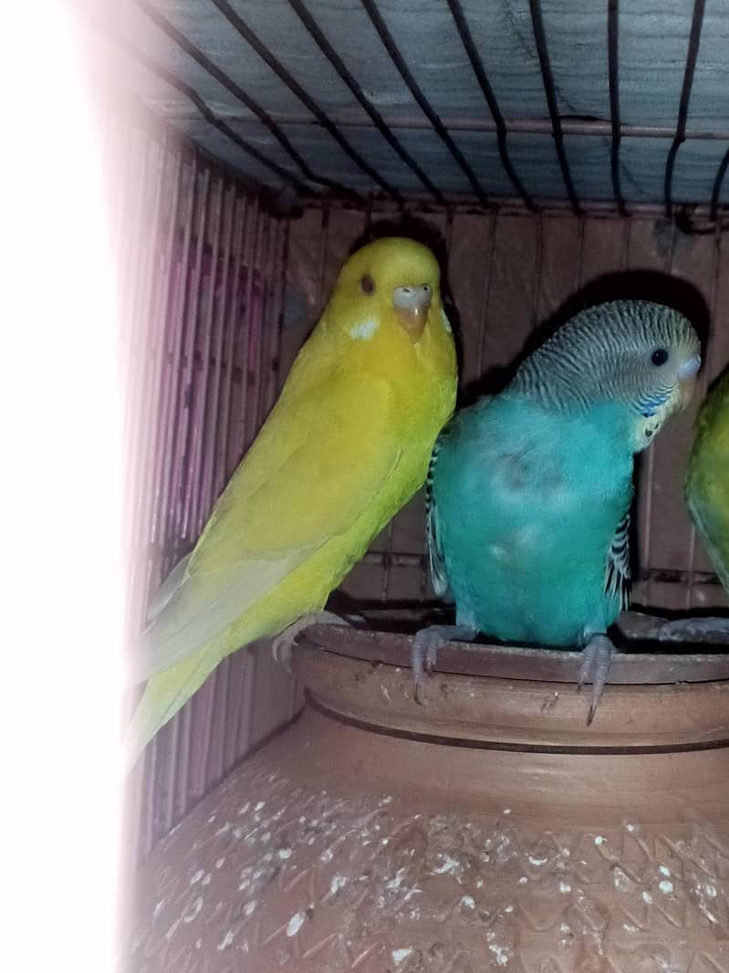 Red eye pair 3