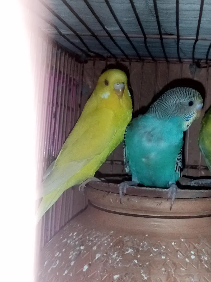 Red eye pair — photo 4