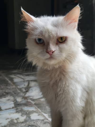 odd eyes