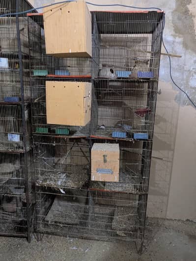 Bird Cage