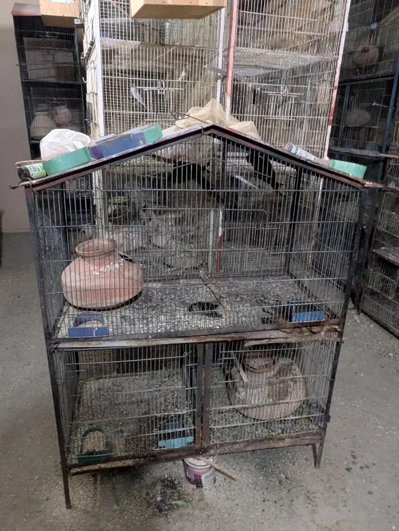 Bird Cage — photo 2