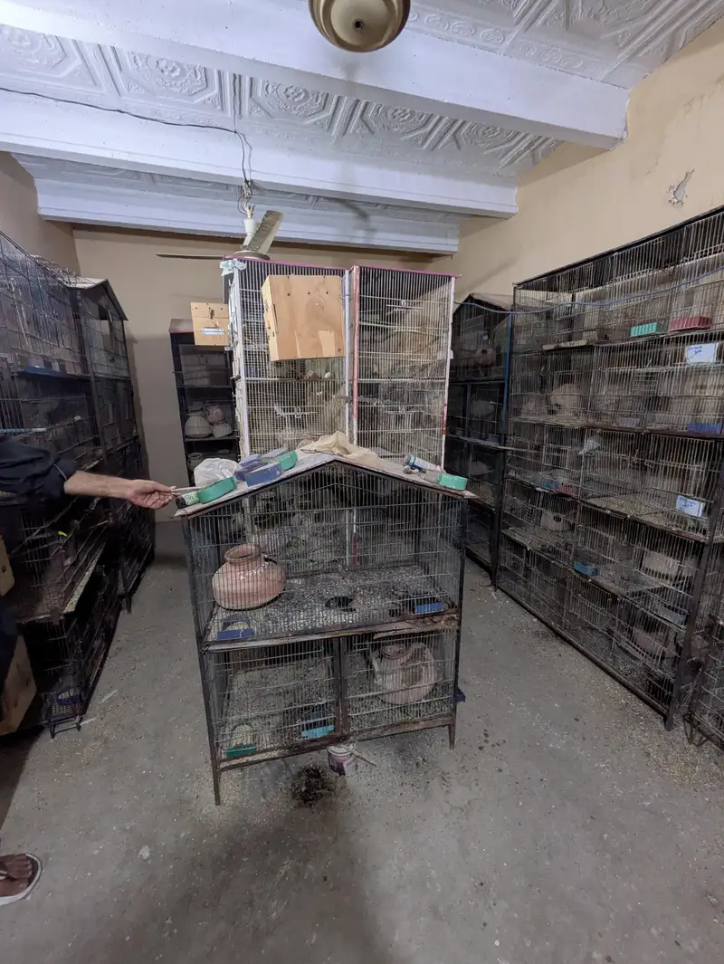 Bird Cage — photo 3
