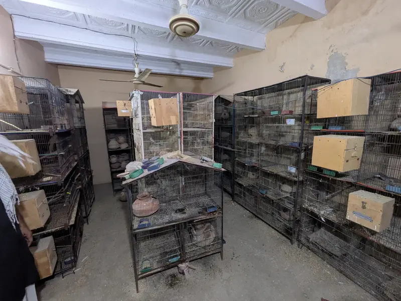 Bird Cage — photo 4