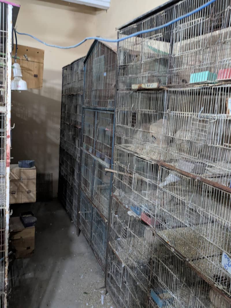 Bird Cage 4