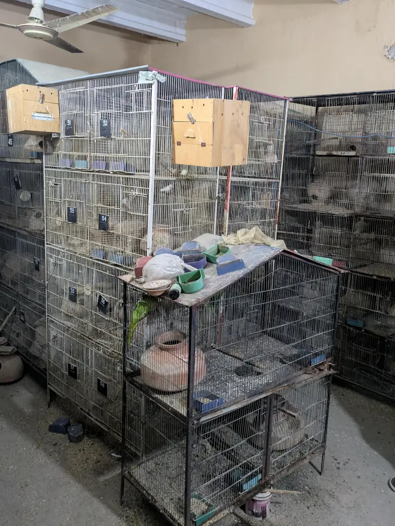 Bird Cage — photo 7