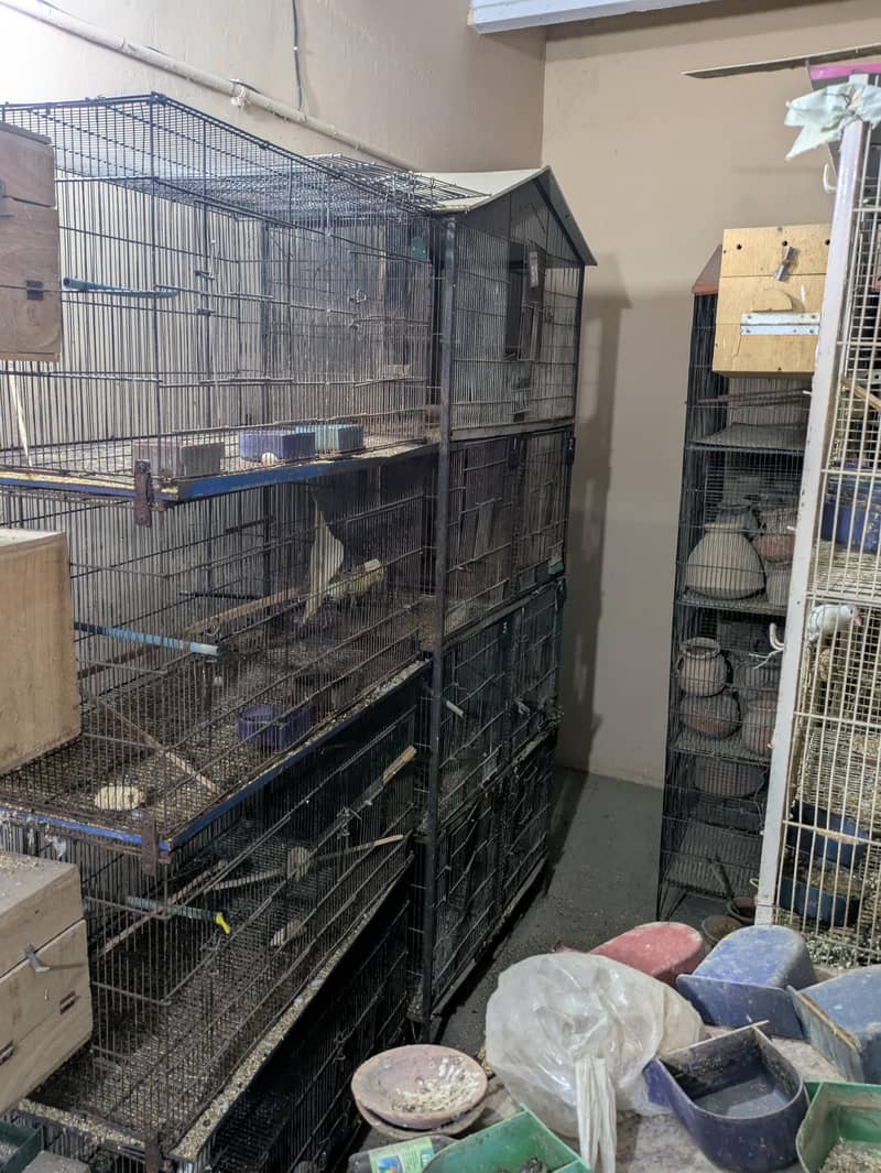 Bird Cage 7