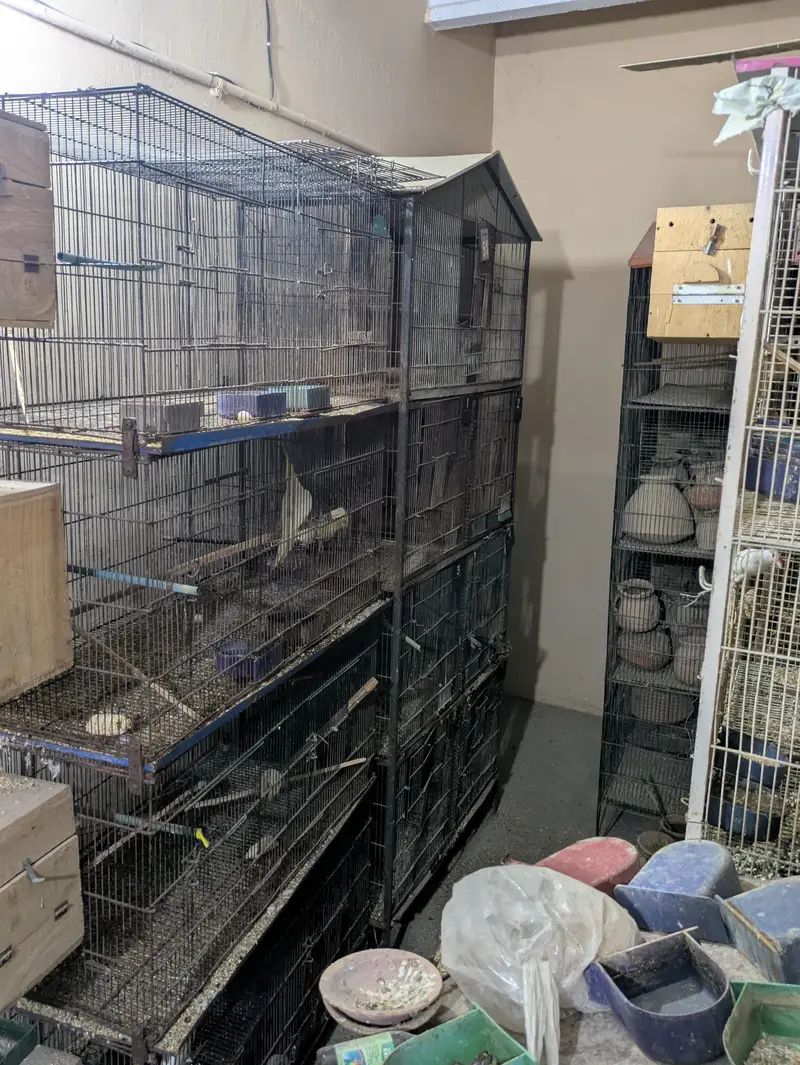 Bird Cage — photo 8