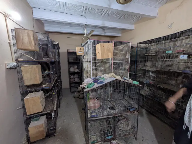 Bird Cage — photo 9