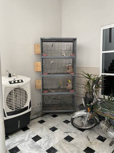 Cage & parrots for sale
