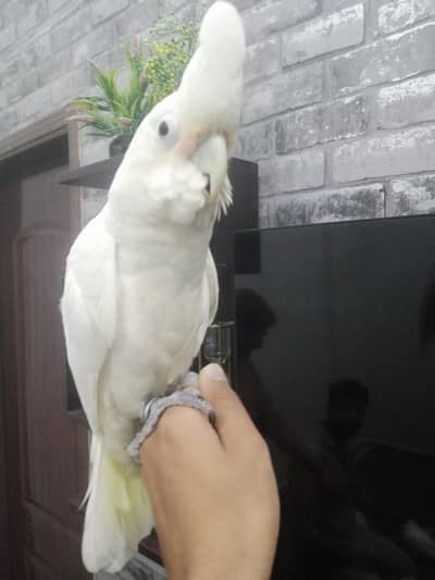 goffin cocato playful/ 03156376925