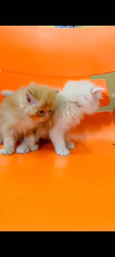 Persian cat for sale male or female my WhatsApp 30269=41=814