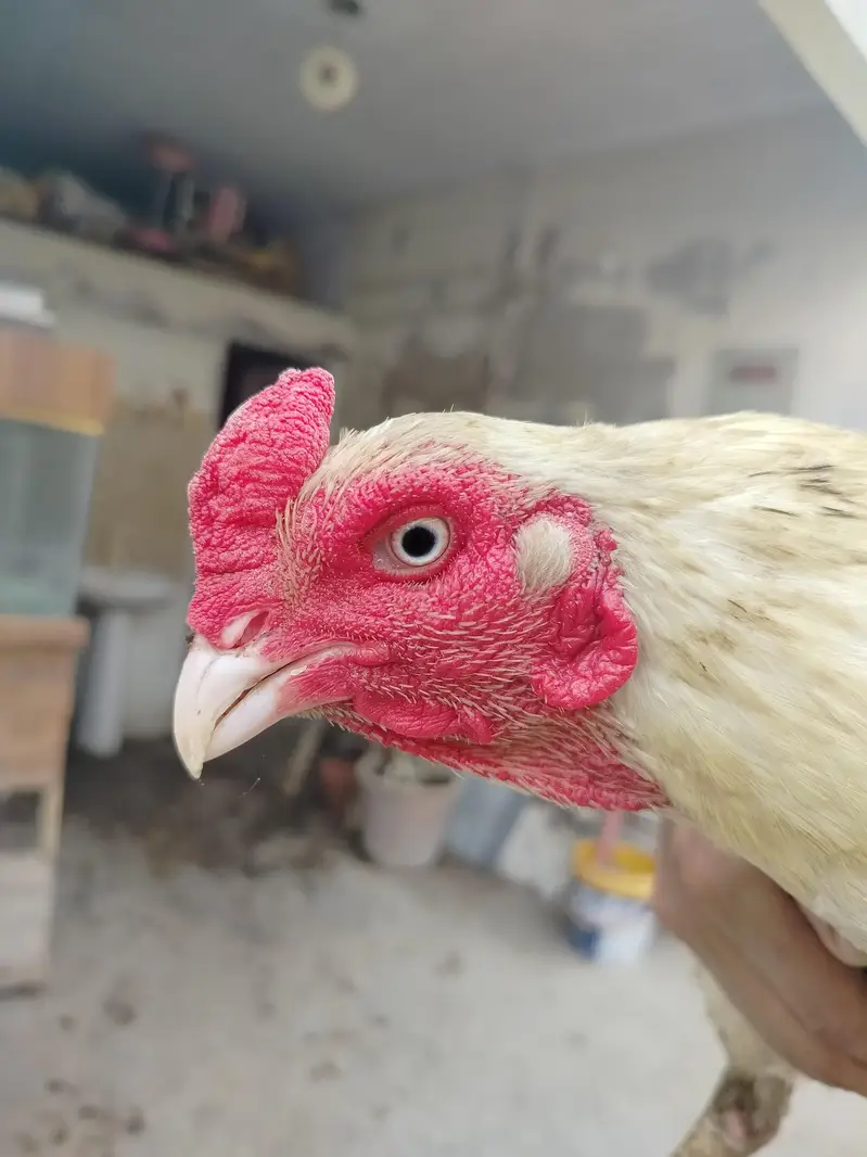 Aseel Breeder Murga — photo 2