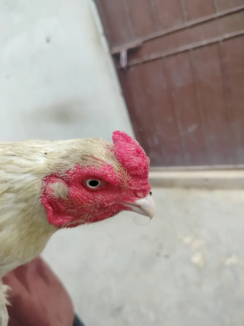 Aseel Breeder Murga — photo 3