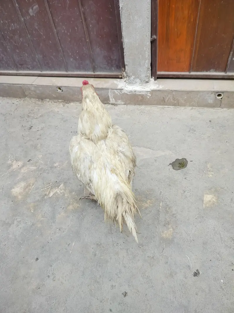 Aseel Breeder Murga — photo 4