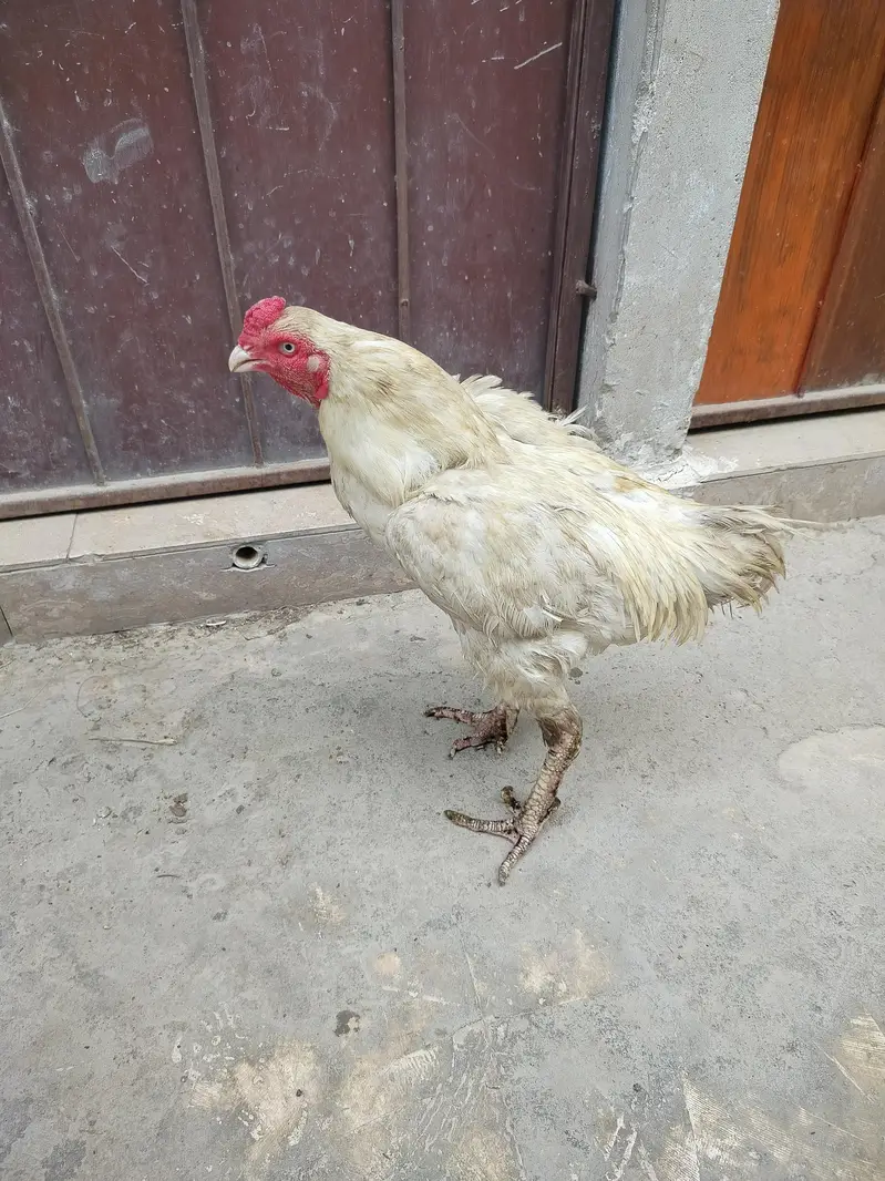 Aseel Breeder Murga — photo 5