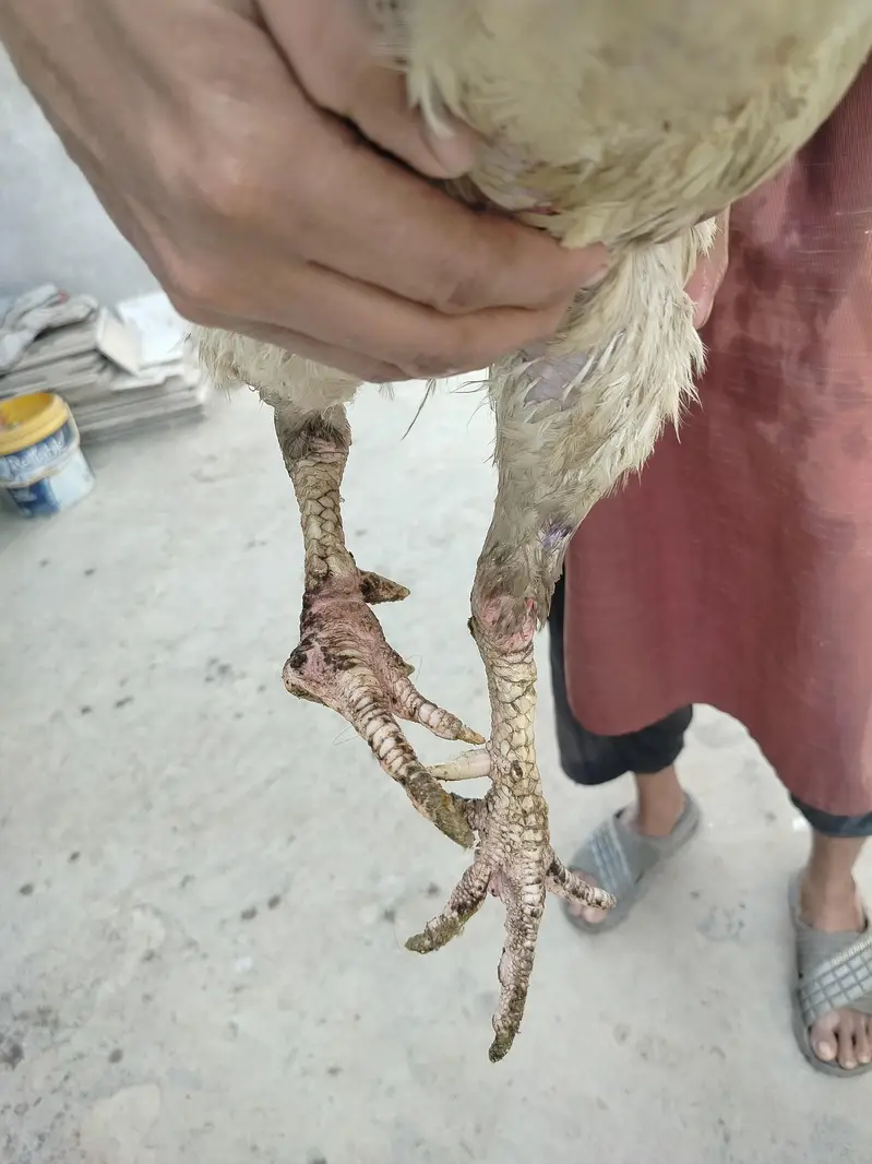 Aseel Breeder Murga — photo 6