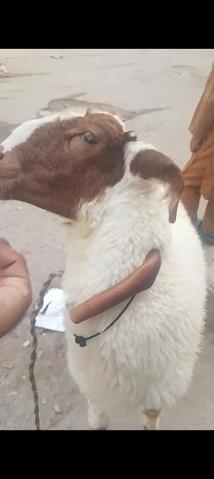 MashaAllah bilkul active he. 03108023719 only coll onlyy serious byner — photo 2