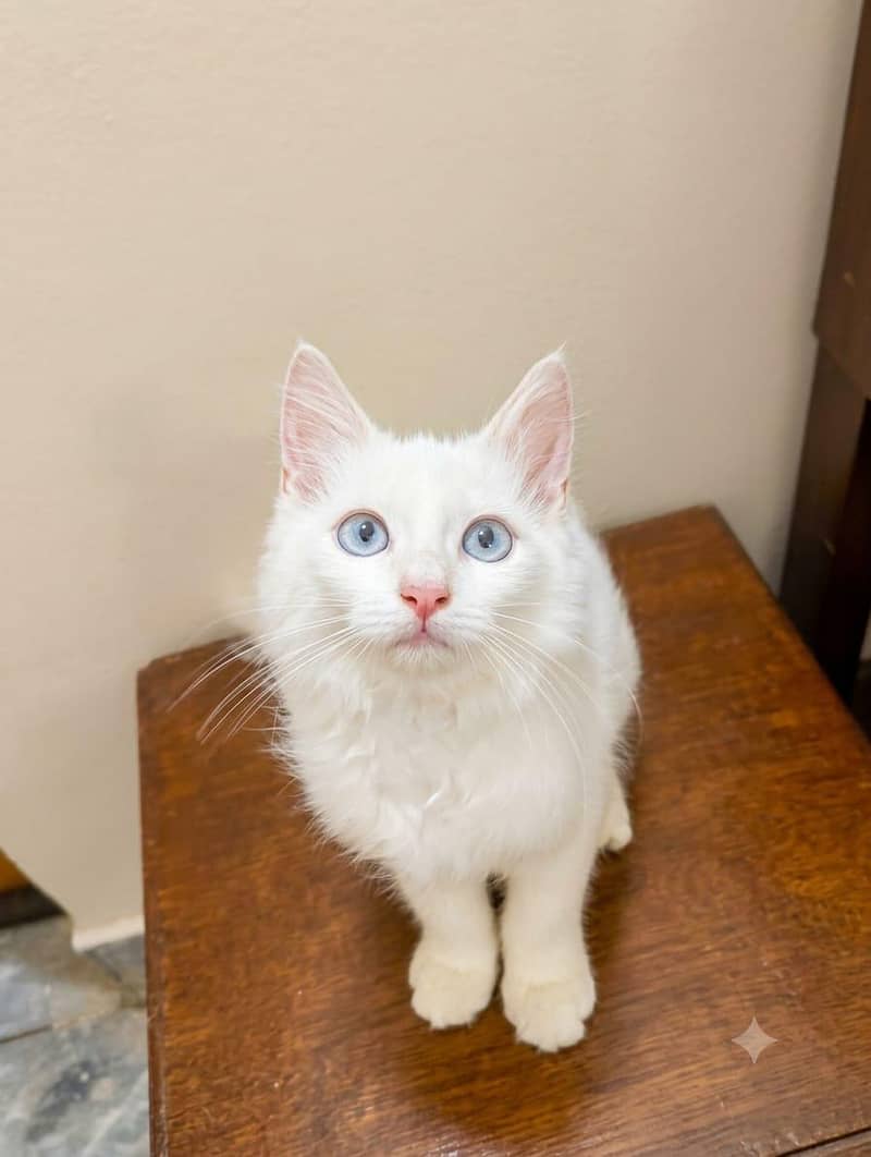 PERSIAN CAT 0