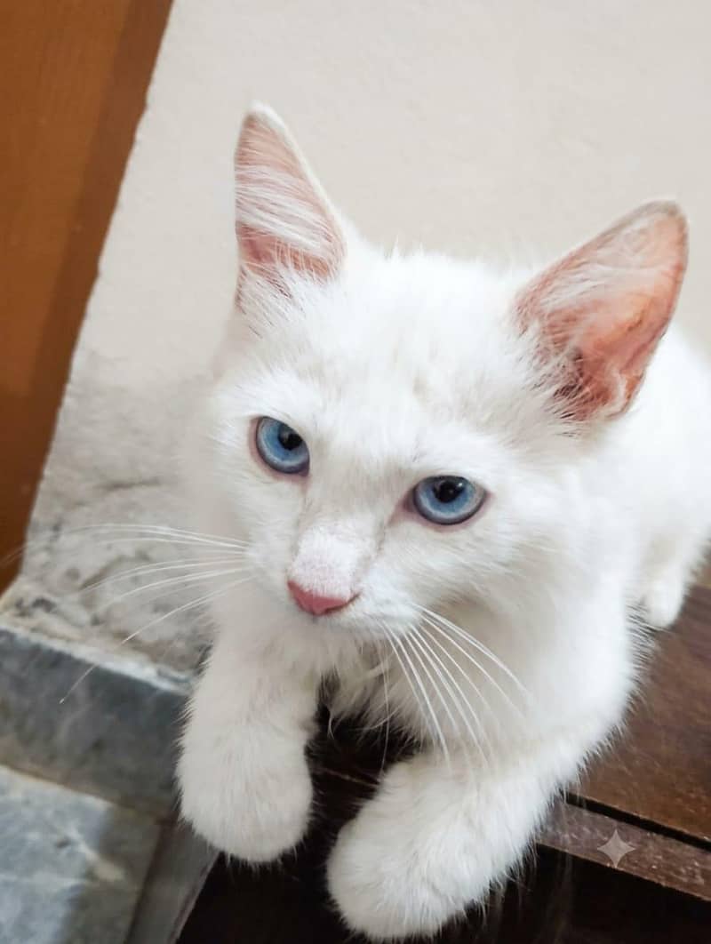 PERSIAN CAT 1