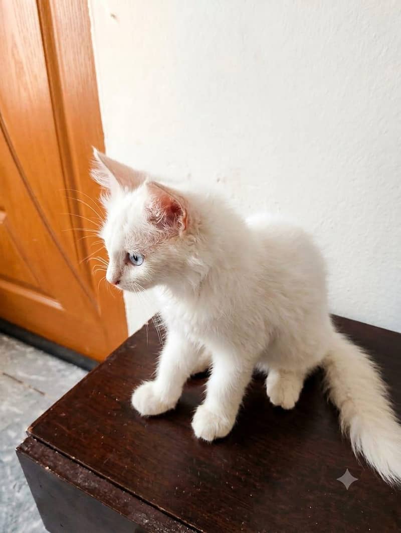 PERSIAN CAT 2