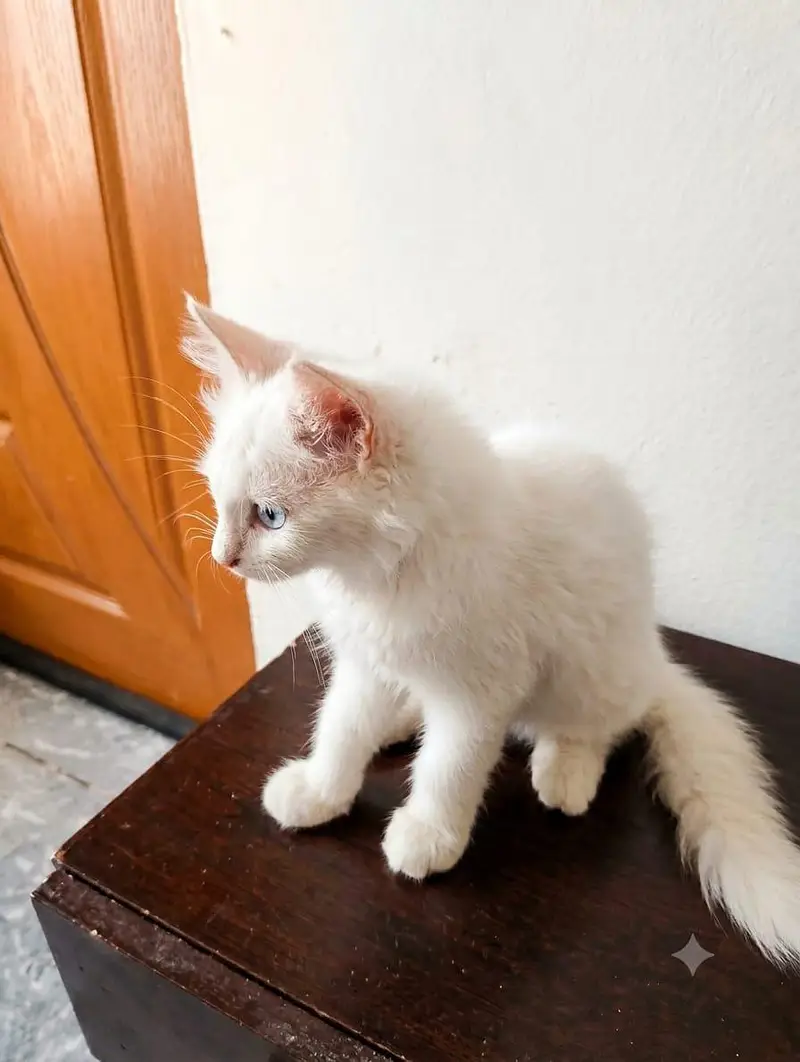 PERSIAN CAT — photo 3