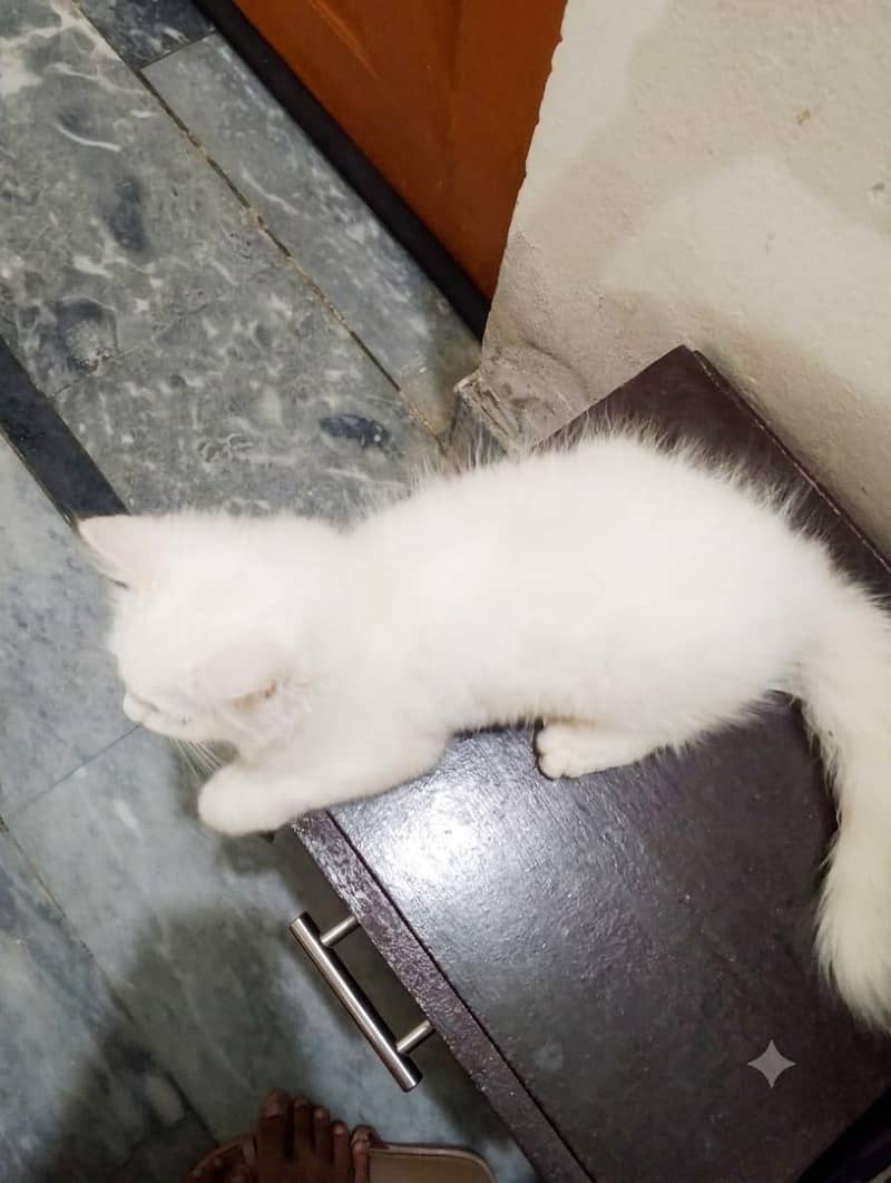 PERSIAN CAT 3
