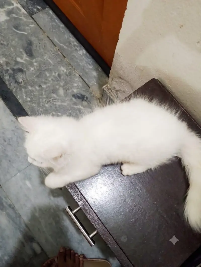 PERSIAN CAT — photo 4